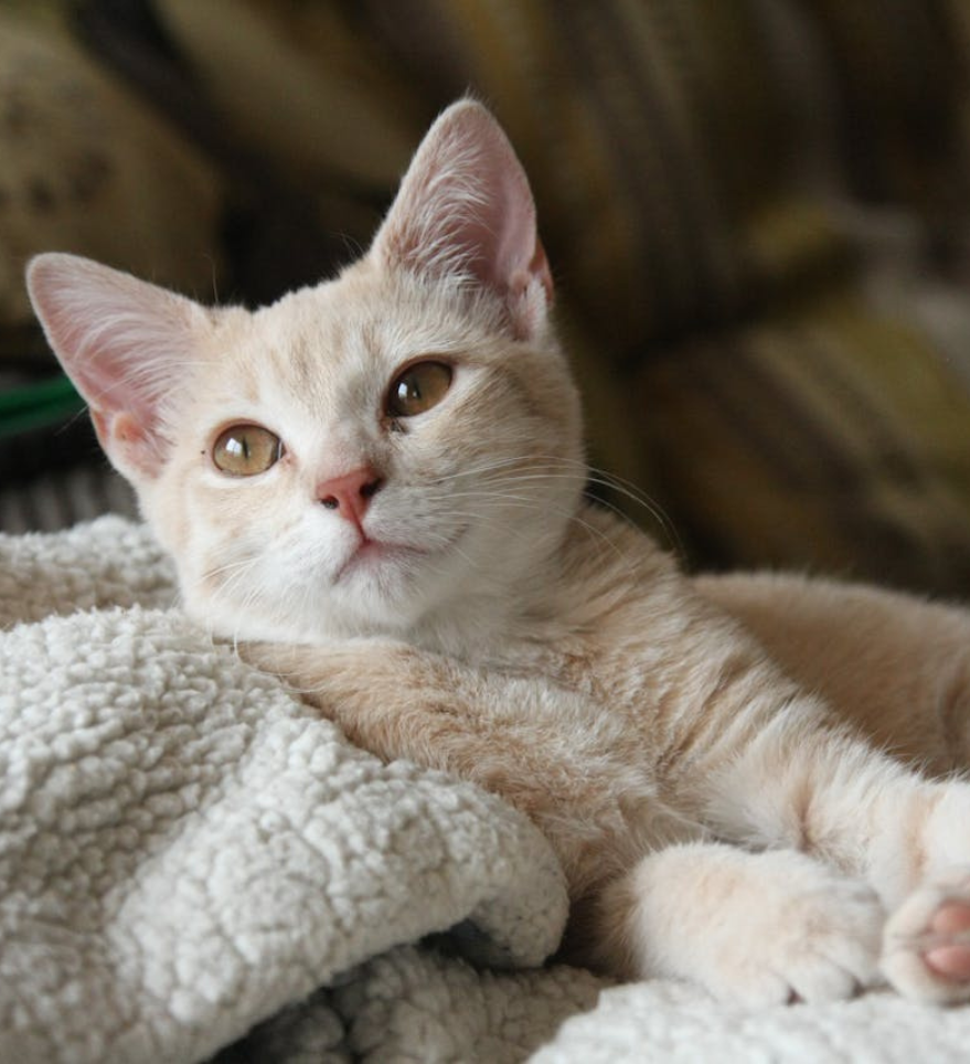 Cat Lying On Blanket