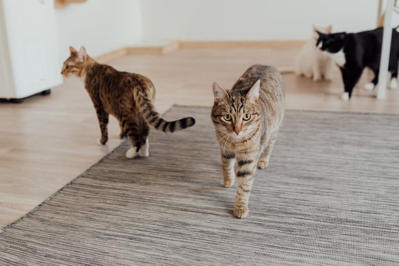 Three cats, two tabbies and one black-and-white, roam on a textured rug in a bright, minimalistic room.