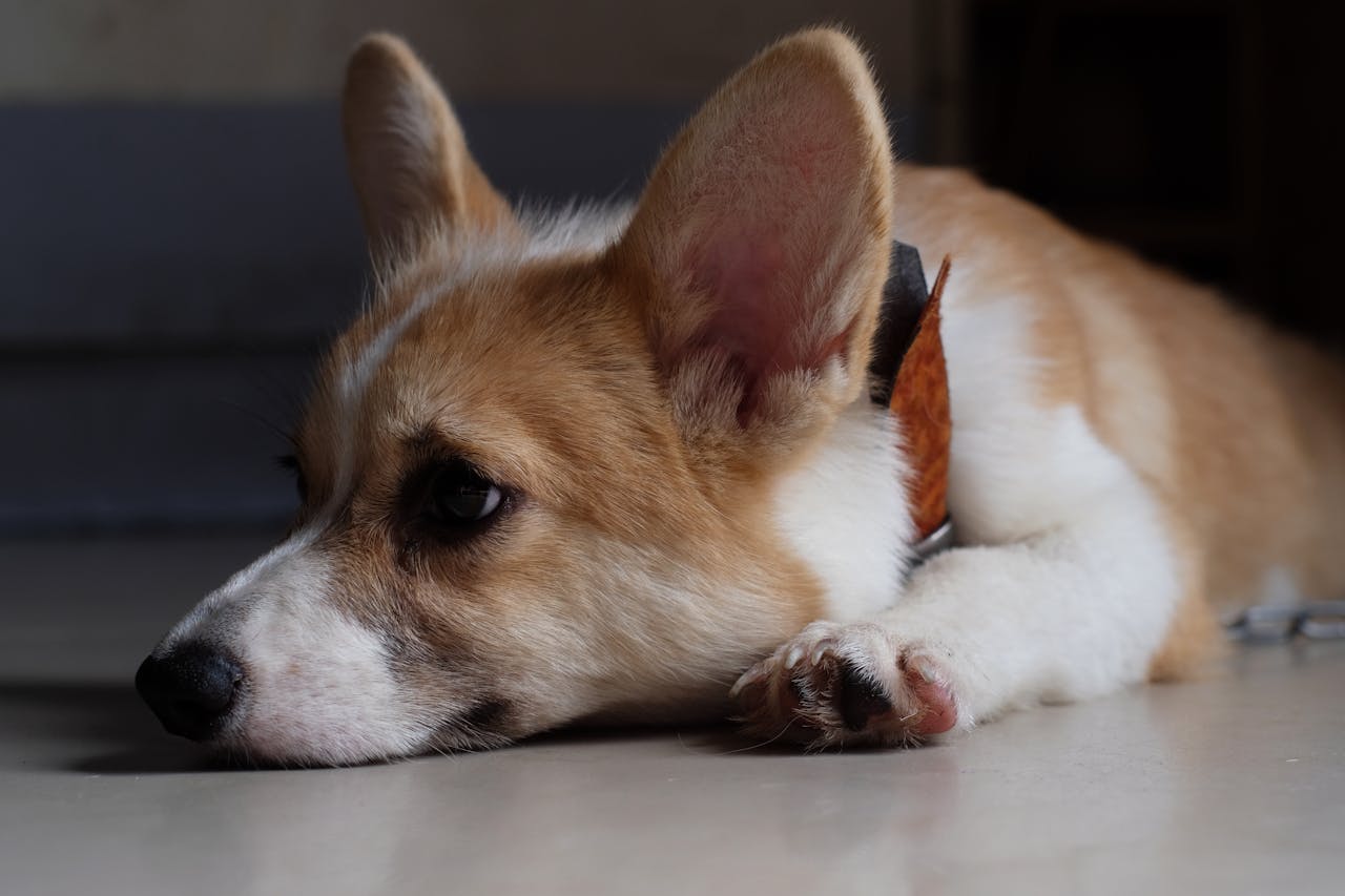 A close-up of a relaxed corgi lying on the floor, one ear perked up, with a vibrant collar and soulful eyes.